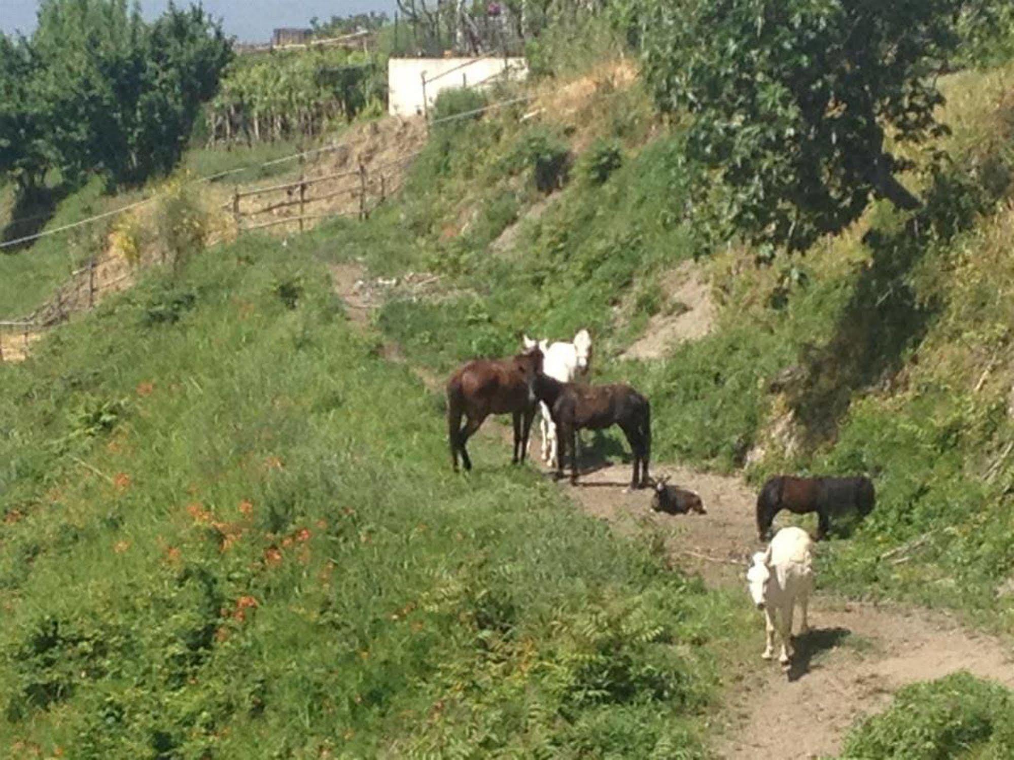Séjour à la ferme Tenuta Le Fornacelle